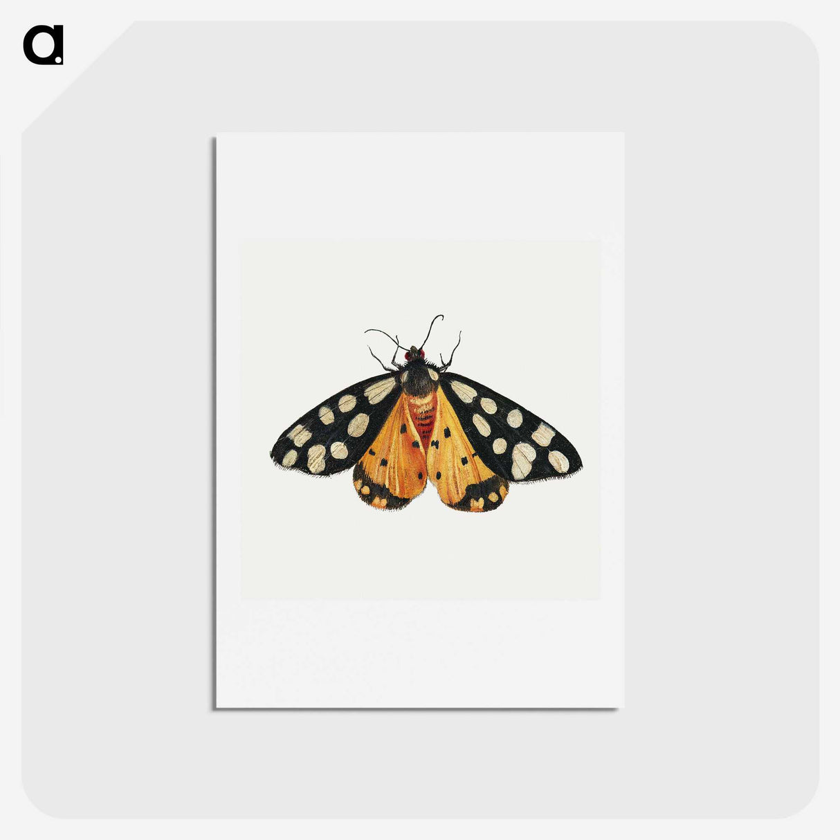 1-6_Jan-Van-Kessel_hagaki