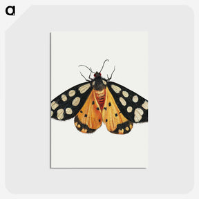 1-6_Jan-Van-Kessel_postcard