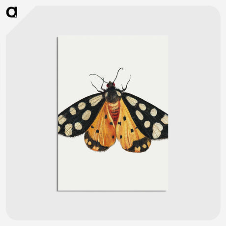 1-6_Jan-Van-Kessel_postcard