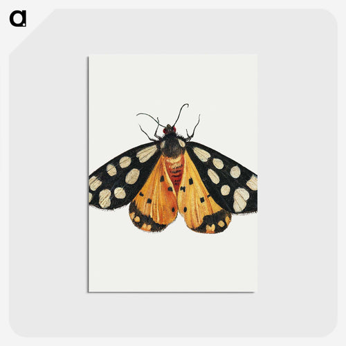 Butterfly from Insects and Fruits
 - ヤン ファン ケッセル Postcard.