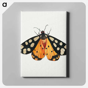アートパネル-Butterfly from Insects and Fruits
 - ヤン ファン ケッセル Canvas.