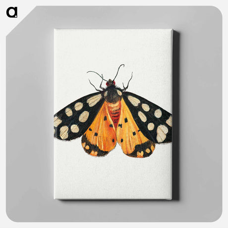 アートパネル-Butterfly from Insects and Fruits
 - ヤン ファン ケッセル Canvas.