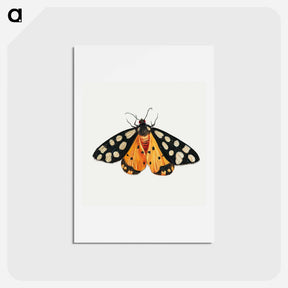 アートポストカード-Butterfly from Insects and Fruits
 - ヤン ファン ケッセル Postcard.