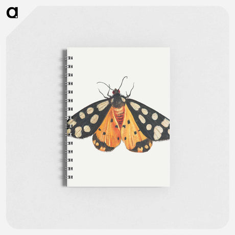 アートメモ帳-Butterfly from Insects and Fruits
 - ヤン ファン ケッセル Memo.