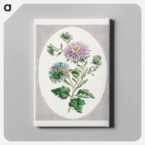 アートパネル-Large Double-China Aster
 - ジョン エドワーズ Canvas.