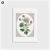 アートポストカード-Large Double-China Aster
 - ジョン エドワーズ Postcard.