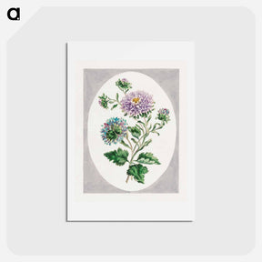 アートポストカード-Large Double-China Aster
 - ジョン エドワーズ Postcard.