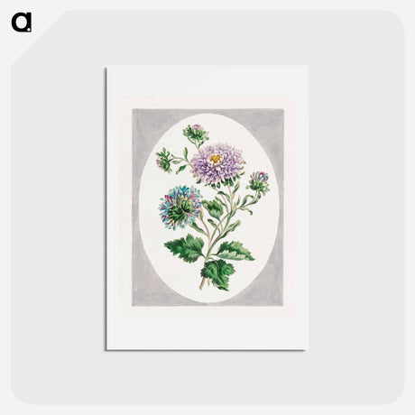 アートポストカード-Large Double-China Aster
 - ジョン エドワーズ Postcard.