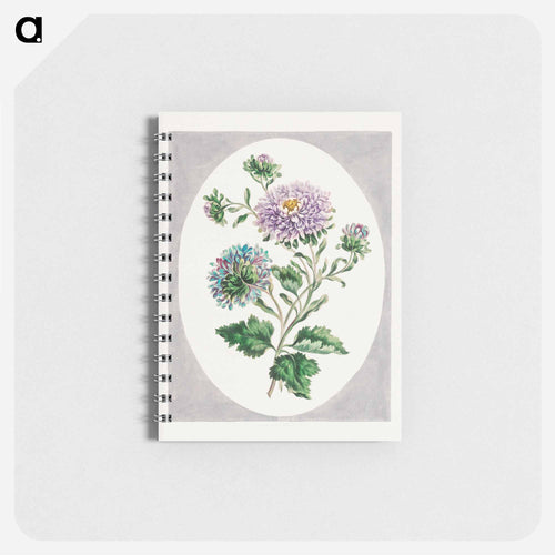 Large Double-China Aster
 - ジョン エドワーズ Memo.