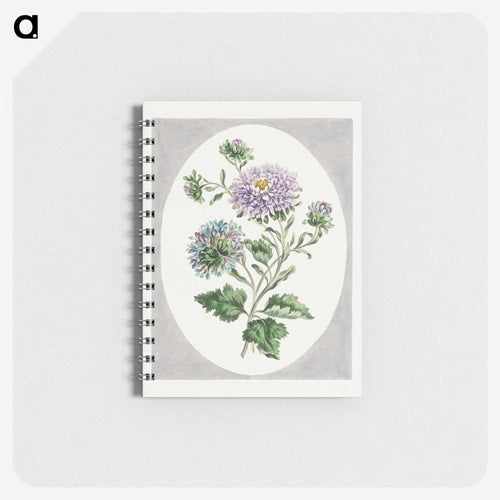 Large Double-China Aster
 - ジョン エドワーズ Memo.