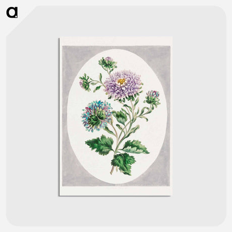 アートポストカード-Large Double-China Aster
 - ジョン エドワーズ Postcard.