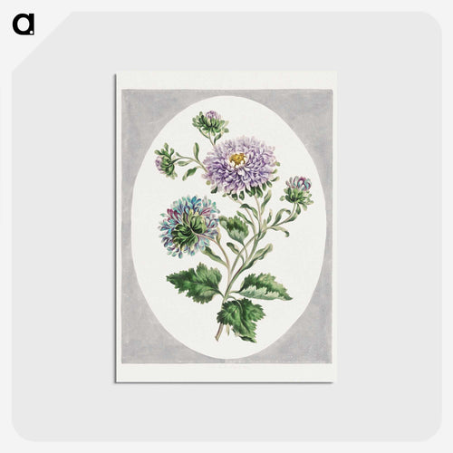 Large Double-China Aster
 - ジョン エドワーズ Postcard.
