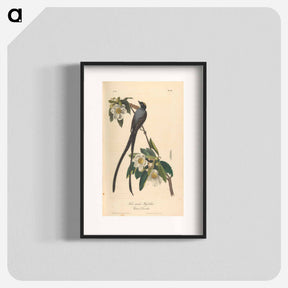 アートポスター-The Birds of America
 - ジョン ジェームス オーデュボン Poster.