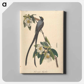 アートパネル-The Birds of America
 - ジョン ジェームス オーデュボン Canvas.