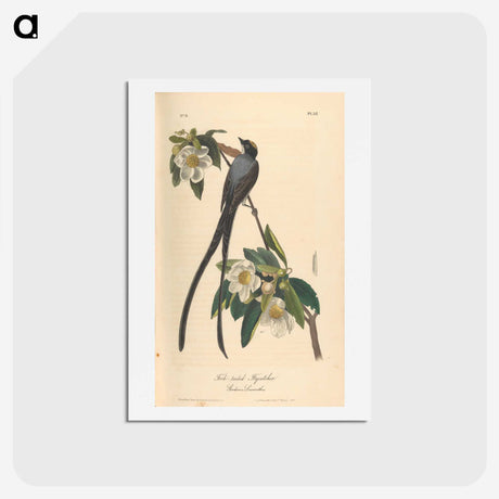 1-6_John-James-Audubon_hagaki