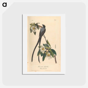 アートポストカード-The Birds of America
 - ジョン ジェームス オーデュボン Postcard.