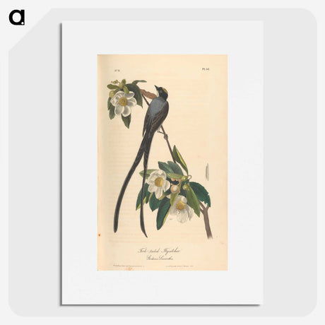 1-6_John-James-Audubon_picture