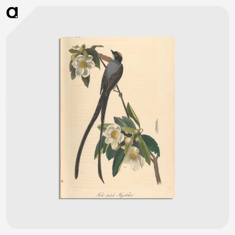 1-6_John-James-Audubon_postcard