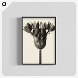 1-6_Karl-Blossfeldt_blk-crop