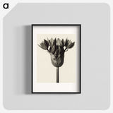 1-6_Karl-Blossfeldt_blk