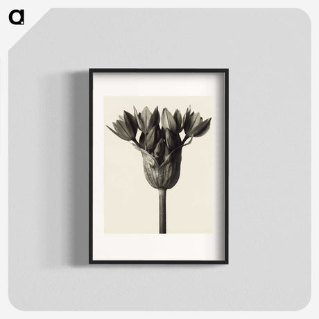 1-6_Karl-Blossfeldt_blk