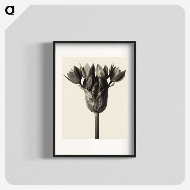 1-6_Karl-Blossfeldt_blk