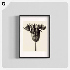 アートポスター-Allium ostrowskianum, Knoblauchpflanze - カール ブロスフェルト Poster.
