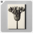 1-6_Karl-Blossfeldt_canvas