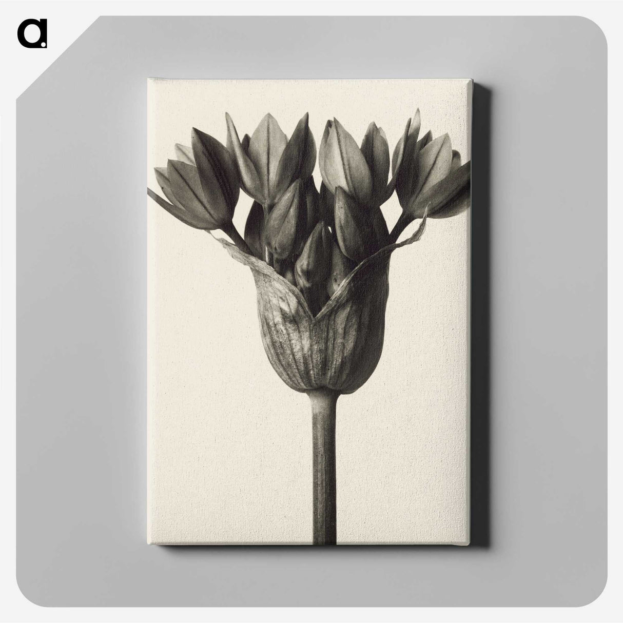 1-6_Karl-Blossfeldt_canvas