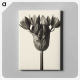 1-6_Karl-Blossfeldt_canvas