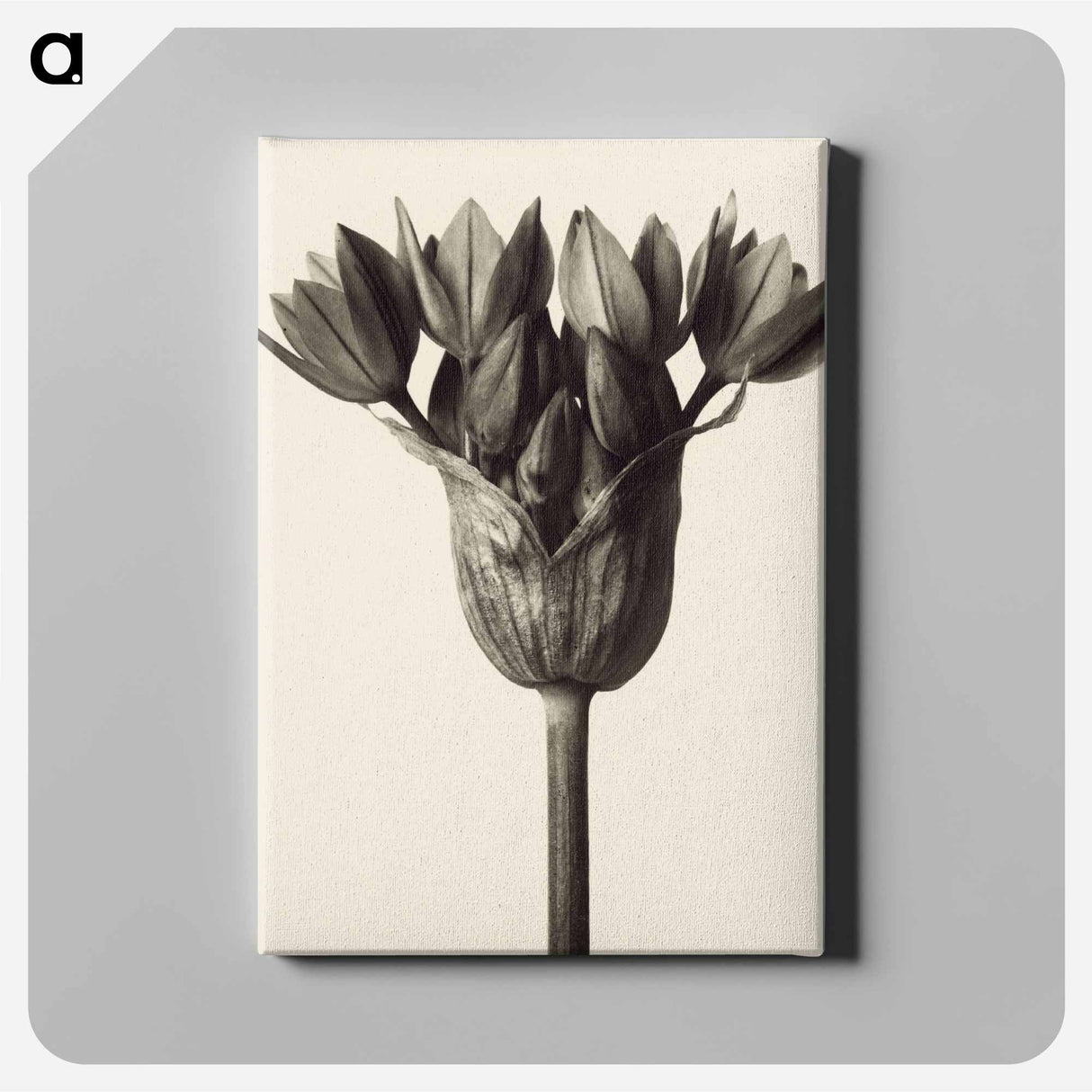 Allium ostrowskianum, Knoblauchpflanze - Karl Blossfeldt Canvas.