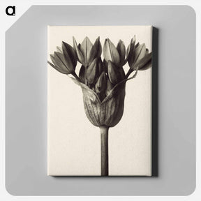 アートパネル-Allium ostrowskianum, Knoblauchpflanze - カール ブロスフェルト Canvas.