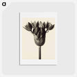 アートポストカード-Allium ostrowskianum, Knoblauchpflanze - カール ブロスフェルト Postcard.