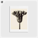 アートポストカード-Allium ostrowskianum, Knoblauchpflanze - カール ブロスフェルト Postcard.