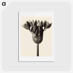 アートポストカード-Allium ostrowskianum, Knoblauchpflanze - カール ブロスフェルト Postcard.
