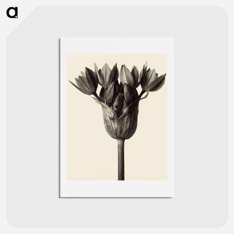 アートポストカード-Allium ostrowskianum, Knoblauchpflanze - カール ブロスフェルト Postcard.