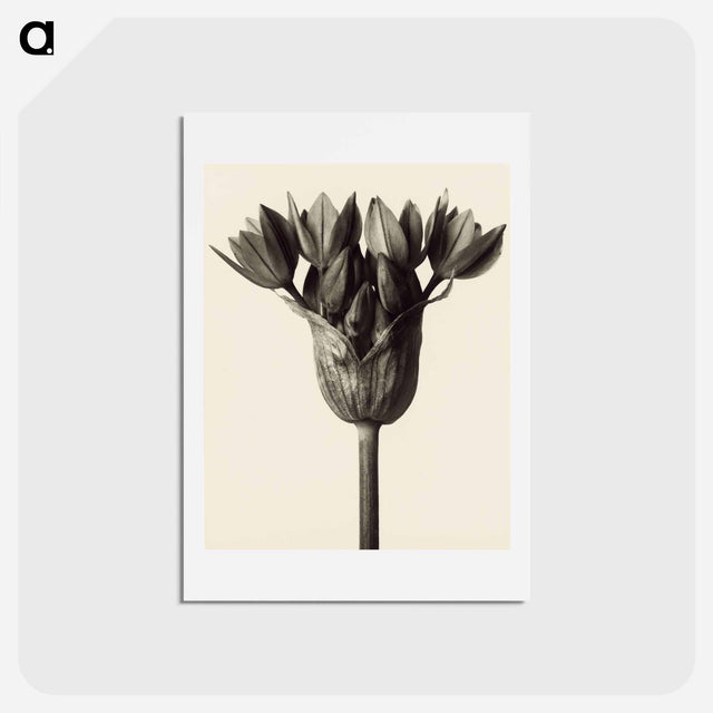 アートポストカード-Allium ostrowskianum, Knoblauchpflanze - カール ブロスフェルト Postcard.