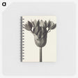 1-6_Karl-Blossfeldt_memo