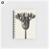 1-6_Karl-Blossfeldt_memo