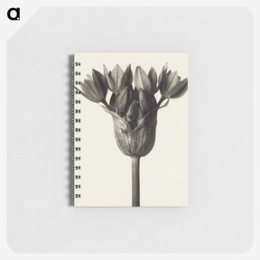 1-6_Karl-Blossfeldt_memo