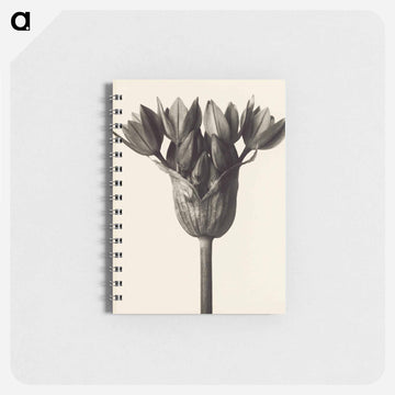 Allium ostrowskianum, Knoblauchpflanze - カール ブロスフェルト Memo.