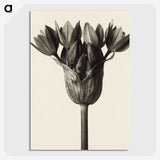 1-6_Karl-Blossfeldt_picture-crop