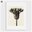1-6_Karl-Blossfeldt_picture