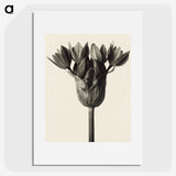 1-6_Karl-Blossfeldt_picture