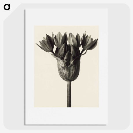 1-6_Karl-Blossfeldt_picture