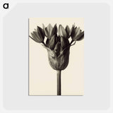 アートポストカード-Allium ostrowskianum, Knoblauchpflanze - カール ブロスフェルト Postcard.