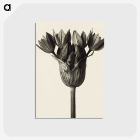 1-6_Karl-Blossfeldt_postcard