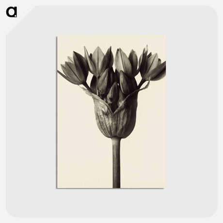 アートポストカード-Allium ostrowskianum, Knoblauchpflanze - カール ブロスフェルト Postcard.
