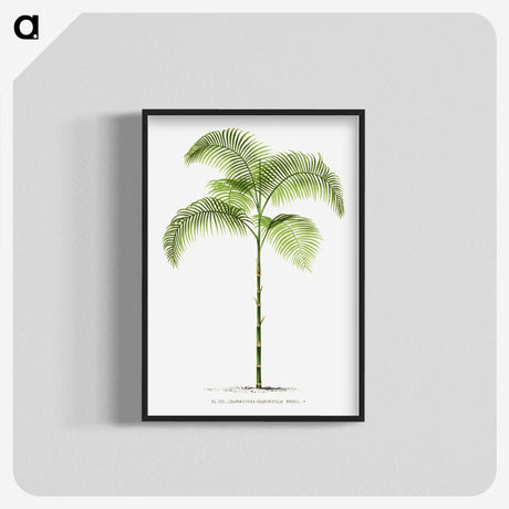 1-6_Les-Palmiers-Histoire-Iconographique_blk-crop