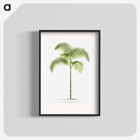 1-6_Les-Palmiers-Histoire-Iconographique_blk